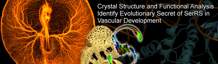 Crystal Structure and Functional Analysis Identify Evolutionary Secret of SerRS in Vascular Development