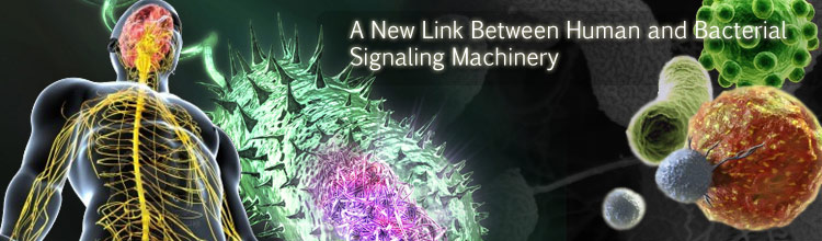 A New Link between Human and Bacterial Signaling Machineries