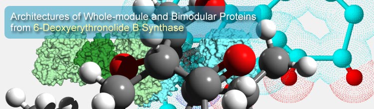 Architectures of Whole-module and Bimodular Proteins from 6-Deoxyerythronolide B Synthase