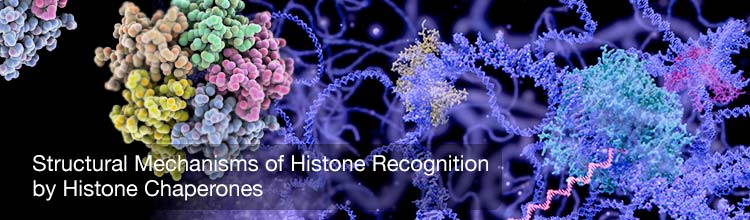 Structural Mechanisms of Histone Recognition by Histone Chaperones