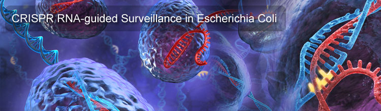 CRISPR RNA-guided Surveillance in Escherichia Coli