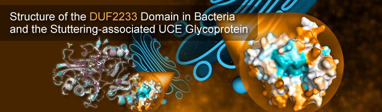Structure of the DUF2233 Domain in Bacteria and the Stuttering-associated UCE Glycoprotein