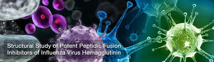 Structural Study of Potent Peptidic Fusion Inhibitors of Influenza Virus Hemagglutinin