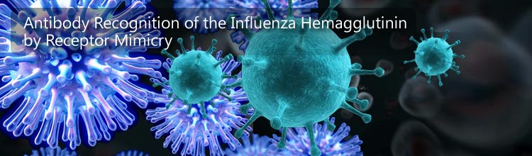 Antibody Recognition of the Influenza Hemagglutinin by Receptor Mimicry