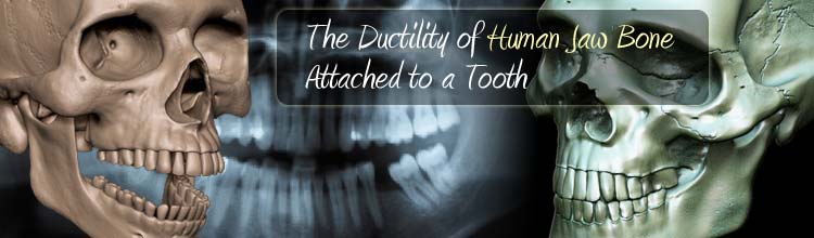 The Ductility of Human Jaw Bone Attached to a Tooth