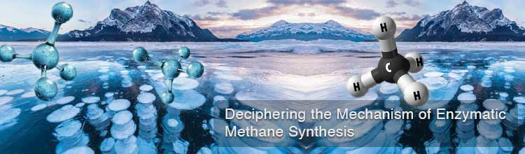 Deciphering the Mechanism of Enzymatic Methane Synthesis