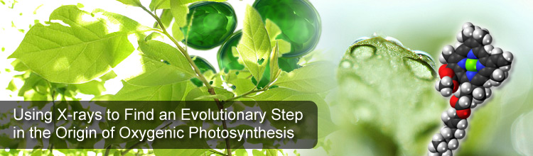 Using X-rays to Find an Evolutionary Step in the Origin of Oxygenic Photosynthesis
