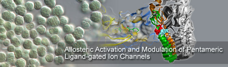 Allosteric Activation and Modulation of Pentameric Ligand-gated Ion Channels