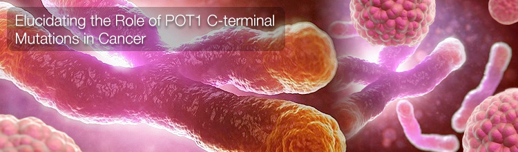 POT1 C-terminal Mutations in Cancer