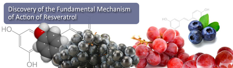 Discovery of the Fundamental Mechanism of Action of Resveratrol