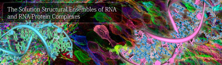The Solution Structural Ensembles of RNA and RNA·Protein Complexes