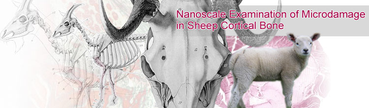 Nanoscale Examination of Microdamage in Sheep Cortical Bone