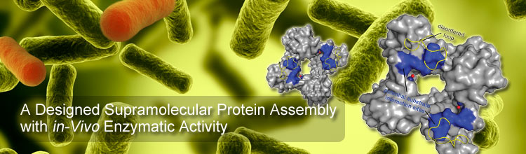 A Designed Supramolecular Protein Assembly