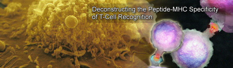 Deconstructing the Peptide-MHC Specificity of T Cell Recognition