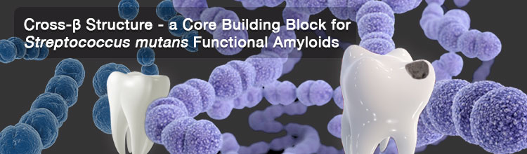 Cross-β Structure - a Core Building Block for Streptococcus mutans Functional Amyloids