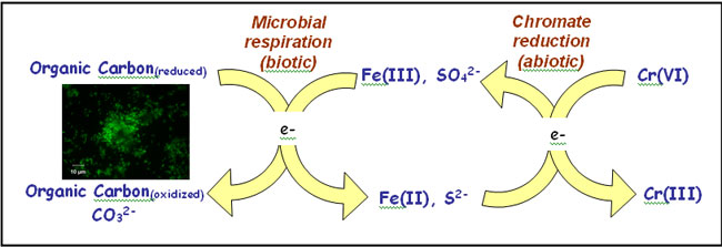 Rapid Redox Cycling of Fe(II)/Fe(III) in Microdroplets during Iron