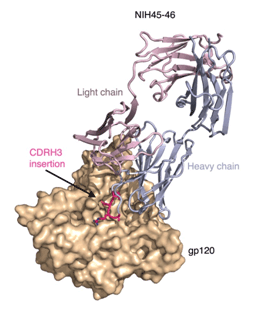 NIH45-46–gp120 complex structure