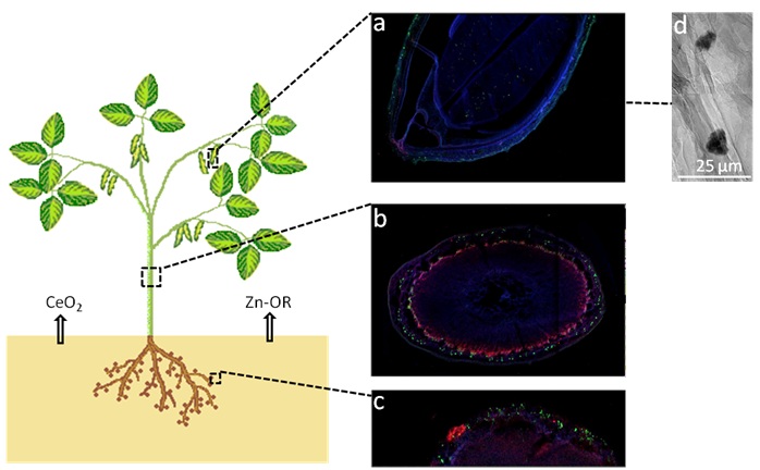 ENP uptake in soybean plants Figure 1