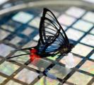 An artifical skin based on the elastic polymer PDMS can 'feel' the presence of very light objects.