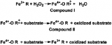 Figure 1. In the first step, peroxidase (H2O2) oxidizes Fe(III) to Fe(IV) and a nearby organic group (R) to a radical (R+) to give the intermediate 'Compound I.' Two successive one-electron transfer reactions convert Compound I first to Compound II (where the organic radical is reduced); then Fe(IV) is reduced back to the Fe(III) resting state, completing the catalytic cycle. Figure 1.