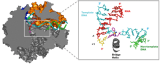 Figure 1. RNA Pol II stalled by a monofunctional pyriplatin-DNA adduct. Figure 1.