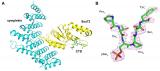 Figure 1. A. Schematic representation of the structure of the human symplekin N-terminal domain (cyan)-Ssu72 (yellow)-CTD phosphopeptide (green) ternary complex. B. Electron density for the CTD phosphopeptide at 2.4 Å resolution. The cis peptide bond between pSer5 and Pro6 is clearly visible. Figure 1.
