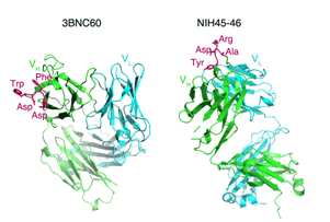 3BNC60 and NIH45-46 structures