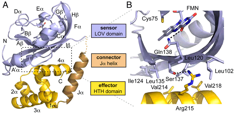Figure. 1: The dark-state crystal structure of El222 reveals extensive LOV-HTH interactions predicted to inhibit HTH DNA-binding activity.