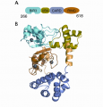 Figure 1 A) Domain structure of the cIAP1-B3R construct. B) Crystal structure of the monomeric form of cIAP1-B3R. Individual domains are colored as in the primary structure diagram at top. Linkers between domains are colored yellow. The RING domain (orange), which is responsible for homodimerization, is sequestered on three sides by the other globular domains. Crystal structure of the monomeric form of cIAP1-B3R.