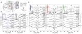 Figure 1. (a) The three-dimensional Fermi surface of BaFe2(As0.7P0.3)2. (b) kz dependence of the symmetrized spectra measured on the h and d electron FSs. (c) kz dependence of the symmetrized spectra measured on the a, b, and g hole FSs. Figure.1