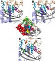 The Active site view of the FDTS enzyme in complex with FAD, dUMP and folate derivatives.  A view of the omit map contoured at 3 sigma for CH2H4folate (A), Leucovorin (Folinic Acid) (B), and Tomudex (Raltitrexed) (C). Ribbon drawings for the protein chains and stick representation for FAD (cyan), dUMP (magenta), Folate (yellow), and His53 (green).  