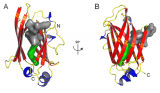 (A,B) UNC119 co-crystallized with the acylated Tα peptide, shown in two orientations. The lauroyl chain (green) and ten amino acids of the Tα peptide (dark gray) fit in the UNC119 hydrophobic cavity formed by an immunoglobulin-like β-sandwich fold. In B, UNC119 is viewed after a 90° rotation around the vertical axis and the individual β-strands are labeled (β1-9 in yellow). Figure.1