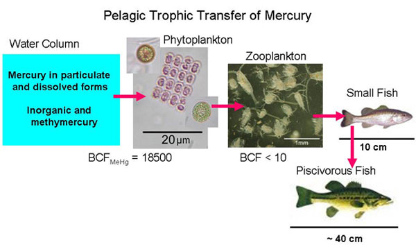 Pelagic Trophic Transfer of 
Mercury