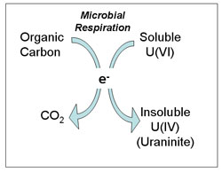 Microbial
Respiration