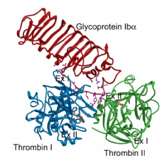 thrombin figure