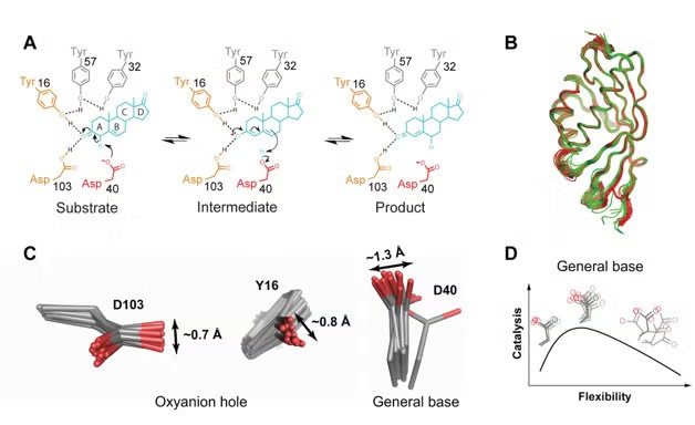 he Ketosteroid Isomerase (KSI) reaction mechanism