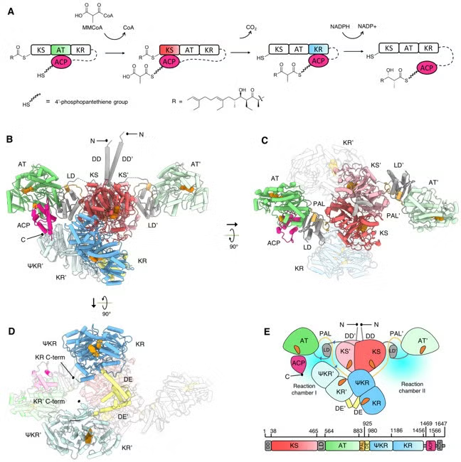 Lsd14 reaction cycle