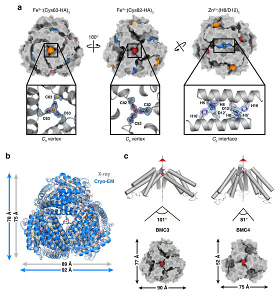 Surface representations of the BMC2 cage