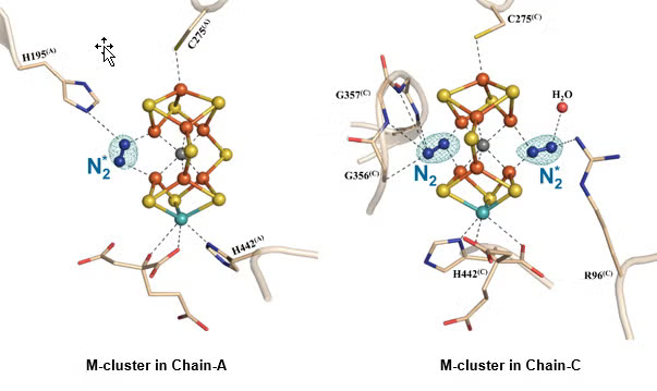 The nitrogen ligand-bound M-clusters in nitrogenase.