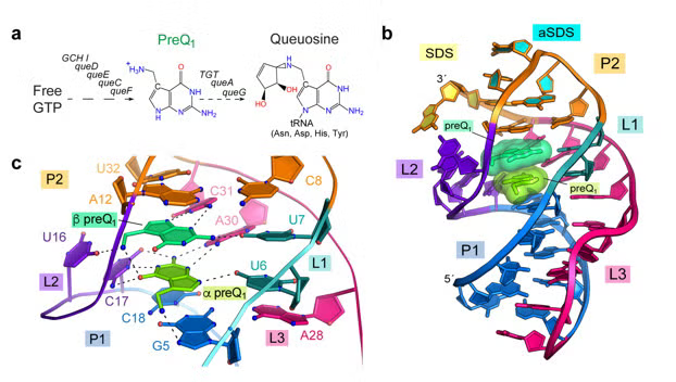 queuosine biosynthetic pathway 