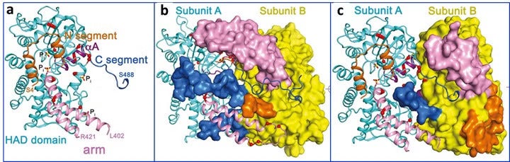 A ribbon diagram of the active structure of NT5C2 WT