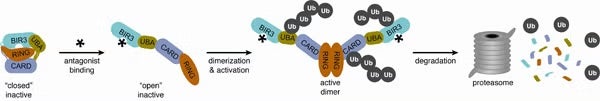 A model for antagonist-induced dimerization, activation, and degradation of cIAP1