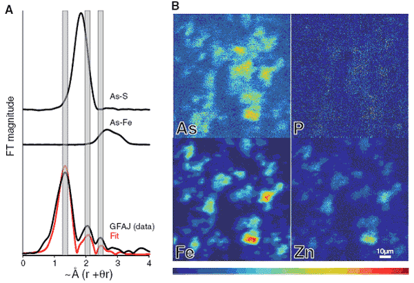 FIGURE: X-ray analysis of GFAJ-1 +As/-P