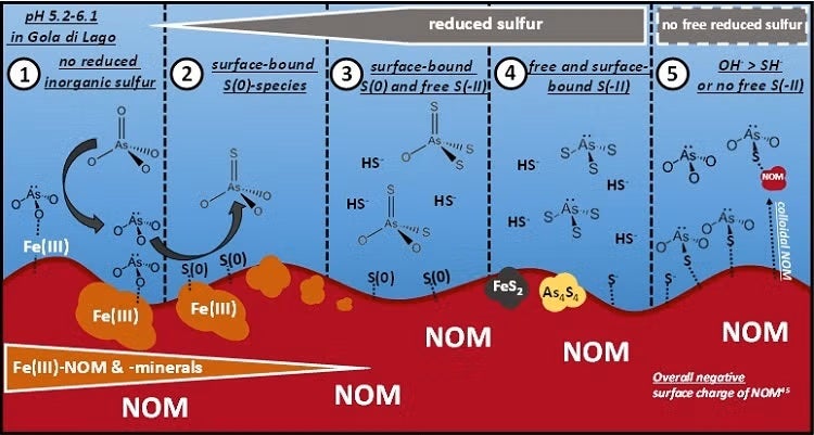 Proposed conceptual model for the As-S chemistry in the minerotrophic peatland Gola di Lago, Switzerland. Scenario