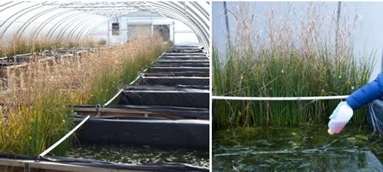 Left: CEINT mesocosm facility. Right: Weekly dosing of Au NPs.