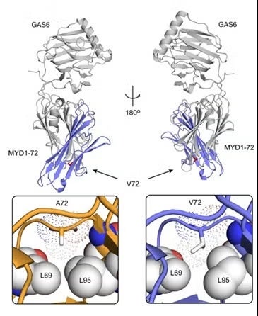 Gas6/MYD1-72 1:1 complex. Gas6 is shown in gray and MYD1-72 in blue.
