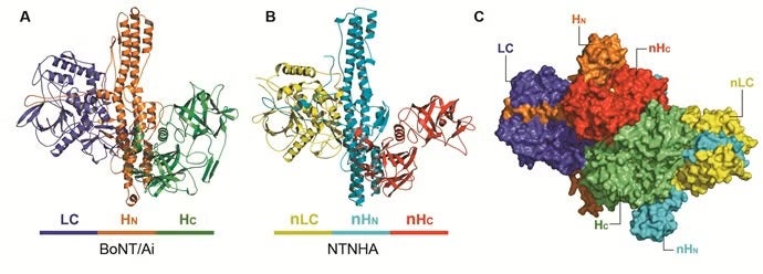 Figure 1. The architecture of the M-PTC. (A-B) Cartoon presentations of BoNT/Ai and NTNHA in the M-PTC. 