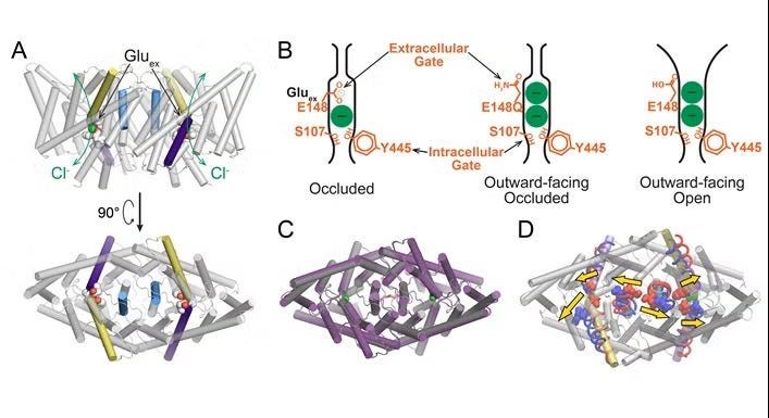 Structure and conformational change in CLC transporters. 