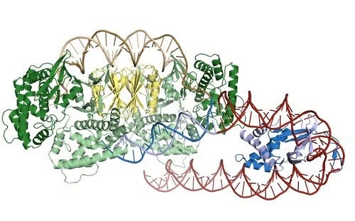 Structure of Cas1-Cas2 (green and yellow) bound to a half-site intermediate.