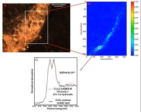 ENP uptake in soybean plants Figure 2